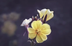 Weleda Nachtkerze Festigende Tagespflege 10 Weleda Nachtkerze Festigende Tagespflege -Catrice Cosmetics Geschäft MAM 7460294 SHOP IMAGE 1.4