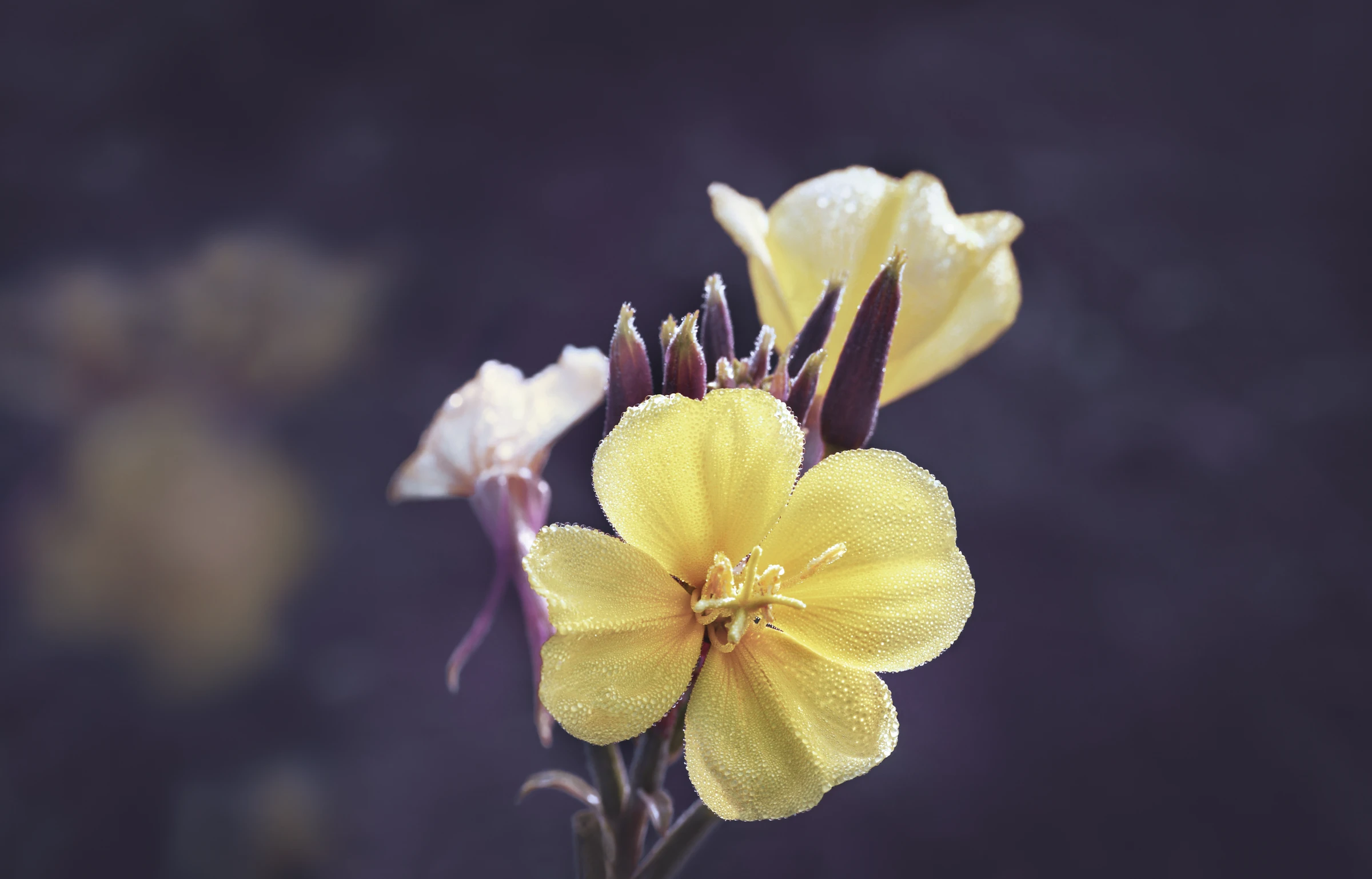 Weleda Nachtkerze Festigende Tagespflege 6 Weleda Nachtkerze Festigende Tagespflege – Bild 4